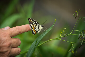 human finger near beautiful coloured butterfly on green fern leaf, Mahe, Seychelles 