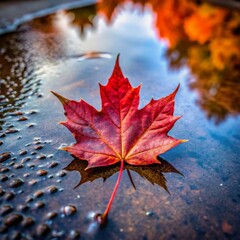 red maple leaf, canada concept