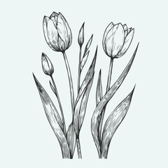 Adobe Illustrator Artwork
set of contour spring flowers
line art floral, leaves
black and white illustration tulip
set of decorative elements of tulip plants