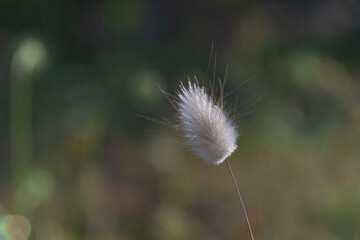 Wall Mural - Lagurus ovatus (Hare's Tail Grass or Bunny Tails Grass)