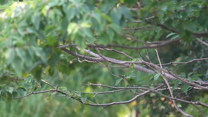 Wall Mural - common kingfisher in a forest