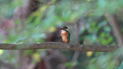 Wall Mural - common kingfisher in a forest