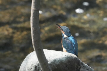 Wall Mural - common kingfisher is hunting a fish