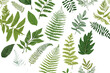 © mattegg - Green Fern Leaves Botanical Illustration Pattern