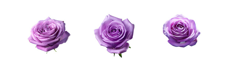 Aufkleber - Three close-up images of a single purple rose on a blue background.