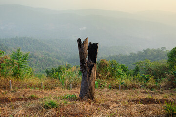 view of old tree stump