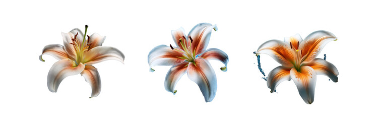 Aufkleber - Three lilies, one above water, one below, and one in between.
