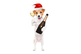 Fototapeta Koty - Jack Russell Terrier dog wearing a Christmas hat witha glass and a bottle of champagne in his hands standing on hind legs isolated on a white background