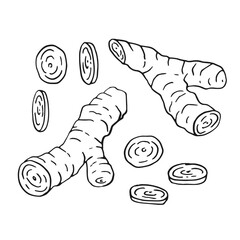 Wall Mural - Set of ginger. Hand drawn vector illustration in outline style.