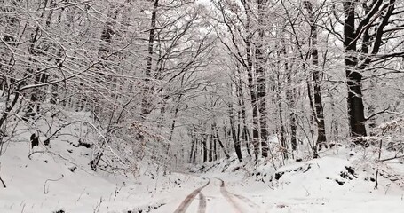 Wall Mural - Frozen forest after a snow blizzard covered with snow.