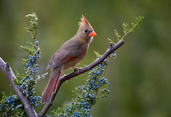 Wall Mural - female cardinal in cedar tree