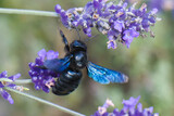 Große Blaue Holzbiene, auch Blauschwarze oder Violettflügelige Holzbiene (Xylocopa violacea) genannt