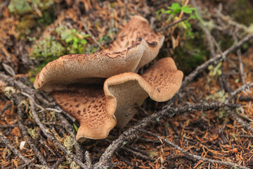 Sticker - Wild sarcodon imbricatus,edible mushroom in forest of China