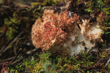 Sticker - Wild clavariaceae mushroom edible in forest of China