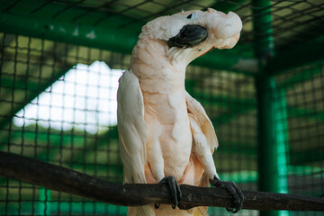 This image captures the cockatoo's beauty and its presence in a cage.