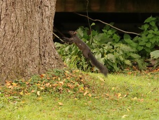 Wall Mural - Cutest Ever Black Grey Squirrel PA