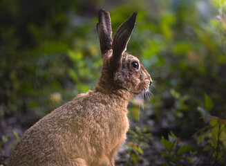 rabbit on the ground