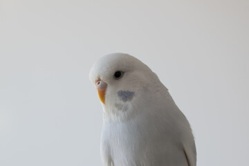 White budgie budgerigar pet bird portrait with white background 