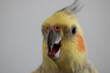 © Amy - Grey and yellow cockatiel pet bird portrait with white background