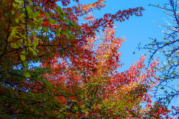 Beautiful korean Maple tree against blue sky with red, orange and yellow leaves.