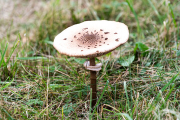 Macrolepiota procera growing in a meadow in autumn season, edible mushroom.