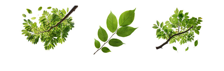 Poster - Three images of green leaves isolated on a white background.