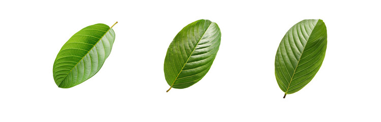Poster - Three green leaves isolated on a white background.