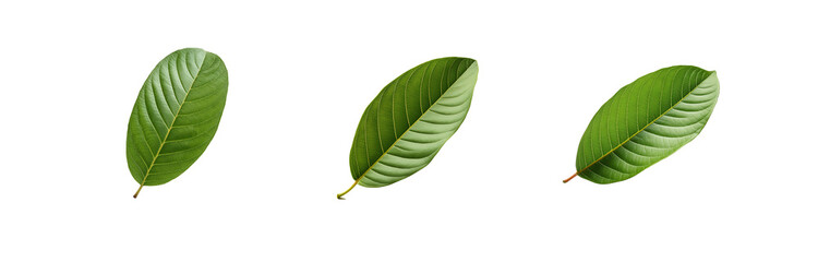 Poster - Three isolated green leaves with veins on a white background.