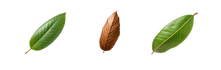 Poster - Three leaves isolated on a white background. One leaf is green, one is brown, and the third is green with a red stem.