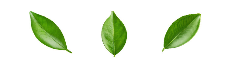 Poster - Three green leaves isolated on white background.