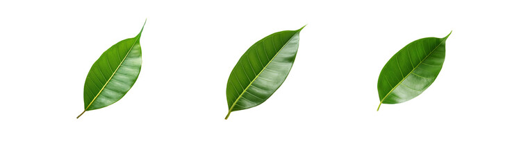 Poster - Three green leaves are isolated on a white background.