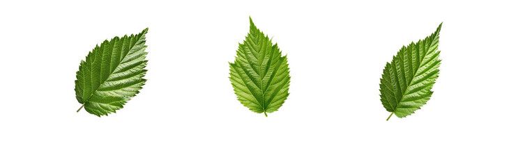 Poster - Three isolated green leaves against a white background.