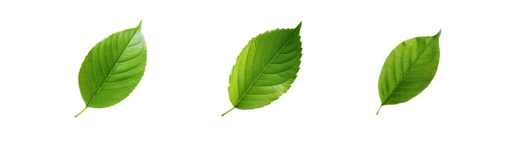 Poster - Three green leaves are isolated on a white background.