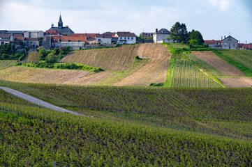 Landscape with green grand cru vineyards near Cramant, region Champagne, France. Cultivation of white chardonnay wine grape on chalky soils of Cote des Blancs.