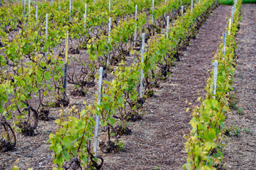 Rows of green grand cru grapes on vineyards near Cramant, region Champagne, France. Cultivation of white chardonnay wine grape on chalky soils of Cote des Blancs.