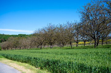 Wall Mural - Plantation of high-quality PDO certified walnuts trees in Perigord Limousin Regional Natural Park, Dordogne, France in spring