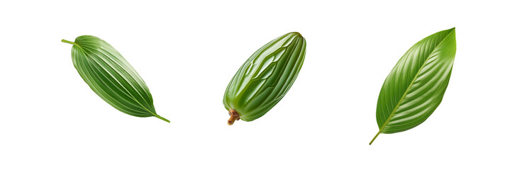 Poster - Three isolated, green leaves with detailed veins against a white background.