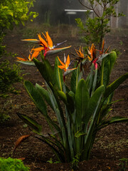 Wall Mural - A vibrant bird of paradise plant with orange and blue flowers stands tall in a misty garden, adding a tropical touch to the foggy setting