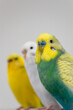 © Amy - Green yellow white budgie flock trio budgerigar pet bird portrait with white background