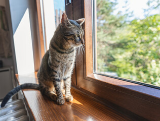 Gray tabby cat sitting on a windowsill and looking out the window