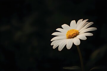 Poster - Beautiful White Flower with Dark Background