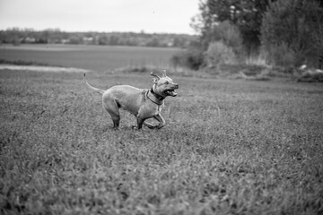 American Pit Bull Terrier runs across an autumn field.