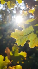 Wall Mural - a single oak leaf backlit by the sun, with other leaves in the background.