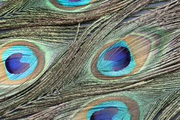 Sticker - Beautiful bright peacock feathers as background, top view