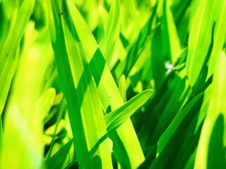 Vibrant Green Grass Blades Close Up 