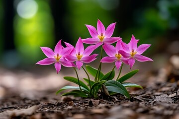 Poster - Tender pink orchids growing along a quiet forest path, their delicate petals glowing softly in the filtered light that shines through the canopy above