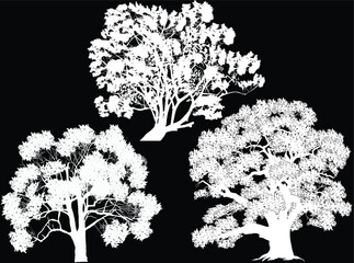 Wall Mural - isolated on black lush three trees silhouettes