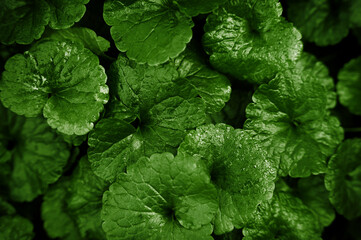 Green natural background with plant leaves. Wallpaper. Selective focus.