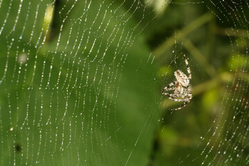 Wall Mural - spider web with dew drops