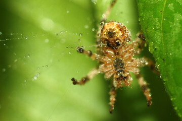 Wall Mural - spider on a web
